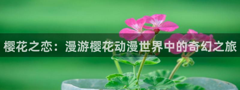 omofun. com：樱花之恋：漫游樱花动漫世界中的奇幻之旅
